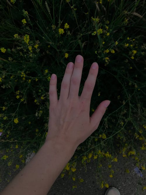 Ilmainen kuvapankkikuva tunnisteilla henkilö, kädet ihmisen kädet, käsi