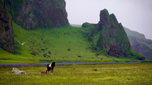 Gratis stockfoto met beest, berg, IJsland