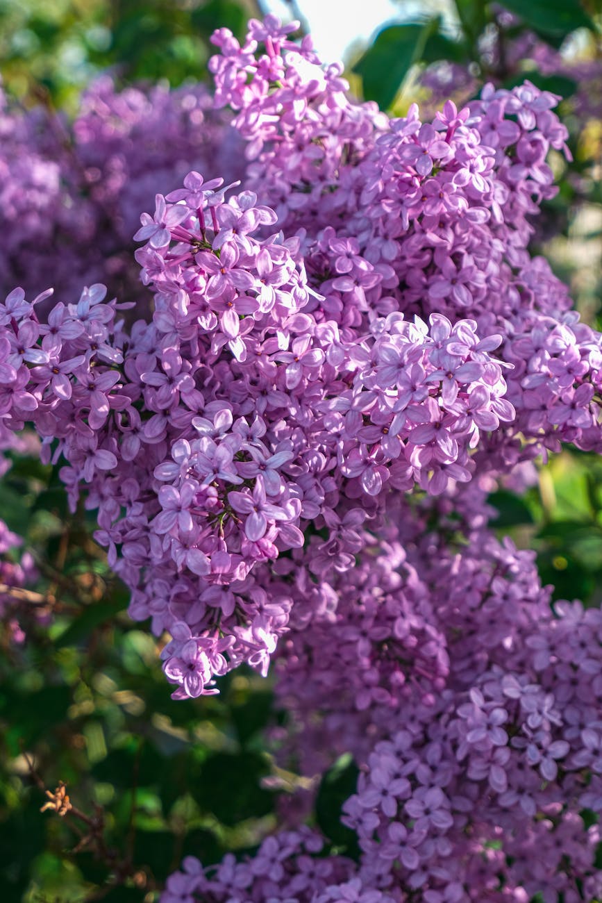 lilac bush in full sun UK garden