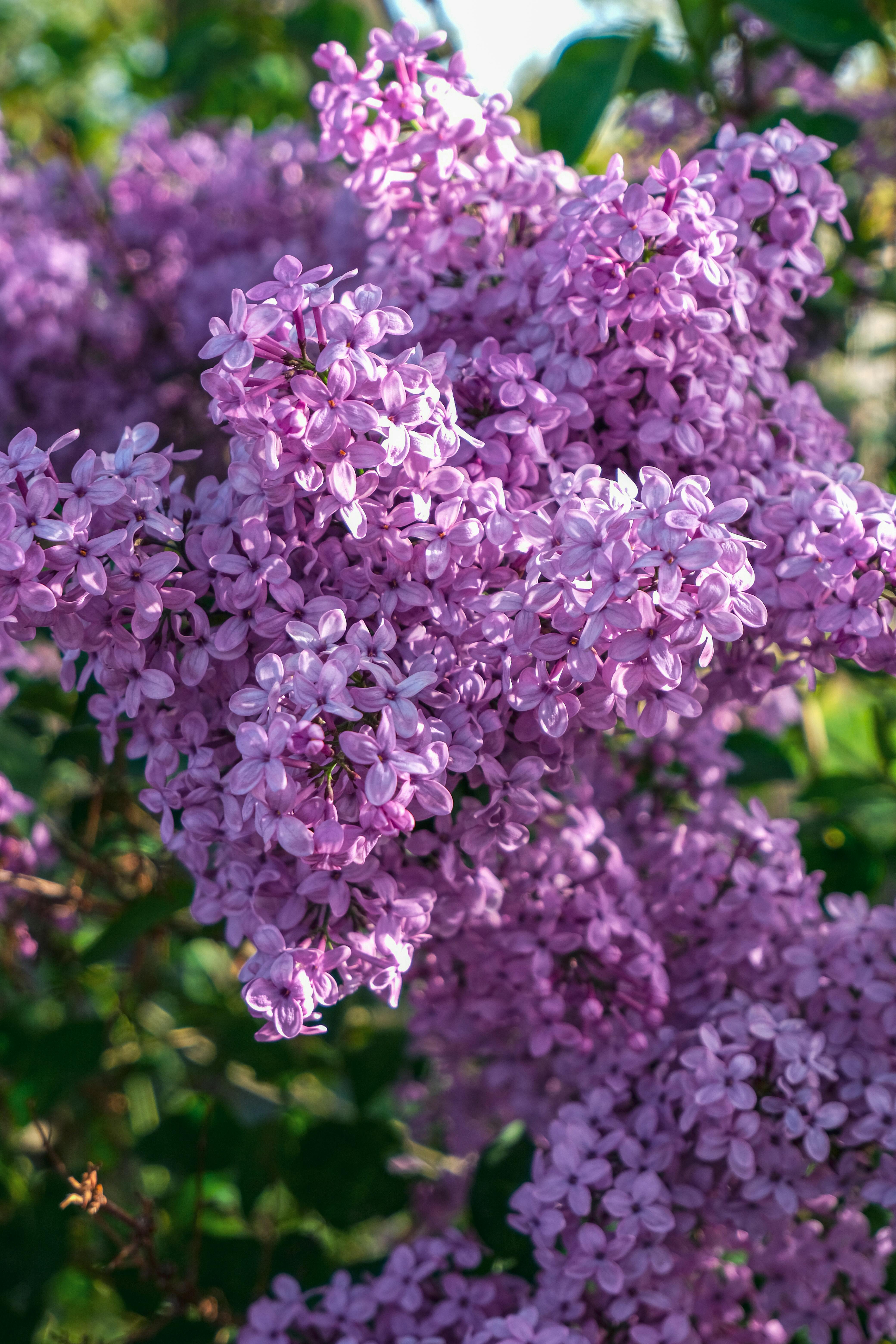 Selective Focus Photography of Purple Lilac Flowers · Free Stock Photo