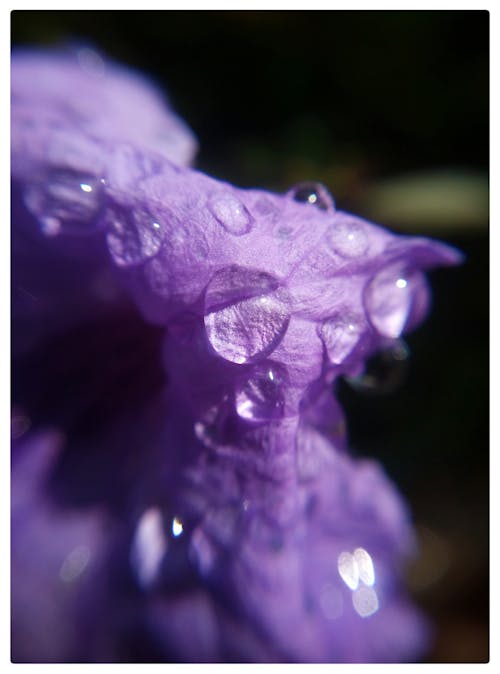 Foto d'estoc gratuïta de fotografia macro, gota d'aigua, gotes