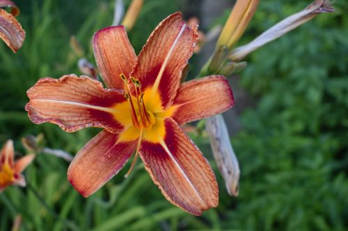 Free Close-up of a colorful daylily flower blooming in a lush garden setting. Stock Photo