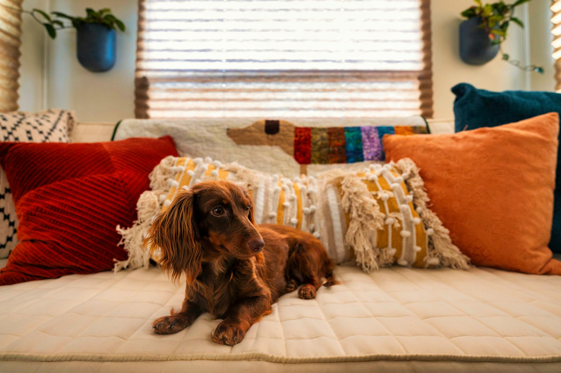 En brun långhårig hund som ligger på soffan