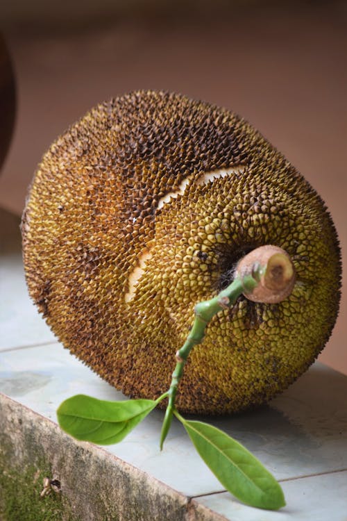 A Jackfruit on the Concrete Floor