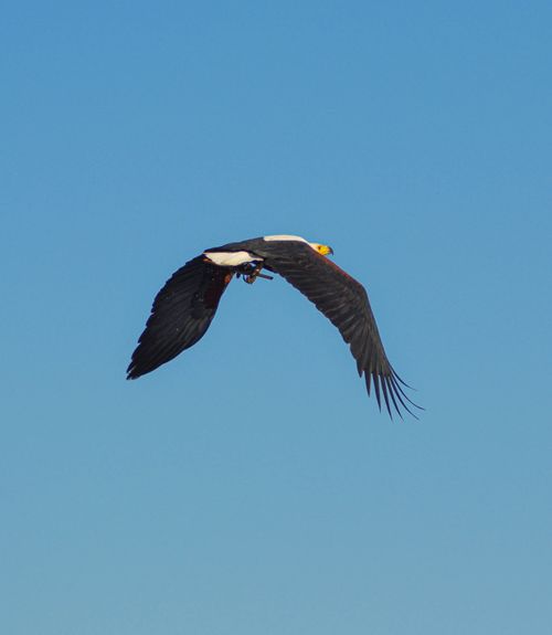 Free stock photo of eagle, flying, flying high Stock Photo