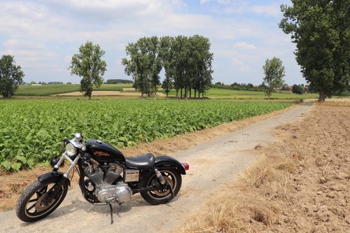 Free stock photo of crops, earth, field Stock Photo