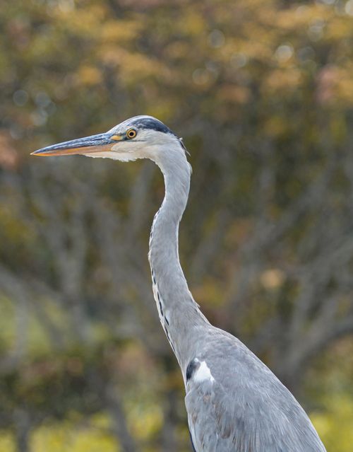 Free Captivating close-up of a gray heron in a natural setting, highlighting its elegant neck and striking beak. Stock Photo