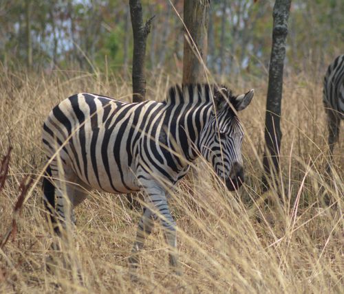 Free stock photo of african wildlife, black and white, malawi Stock Photo