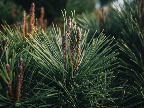 Green Plant in Close Up Shot