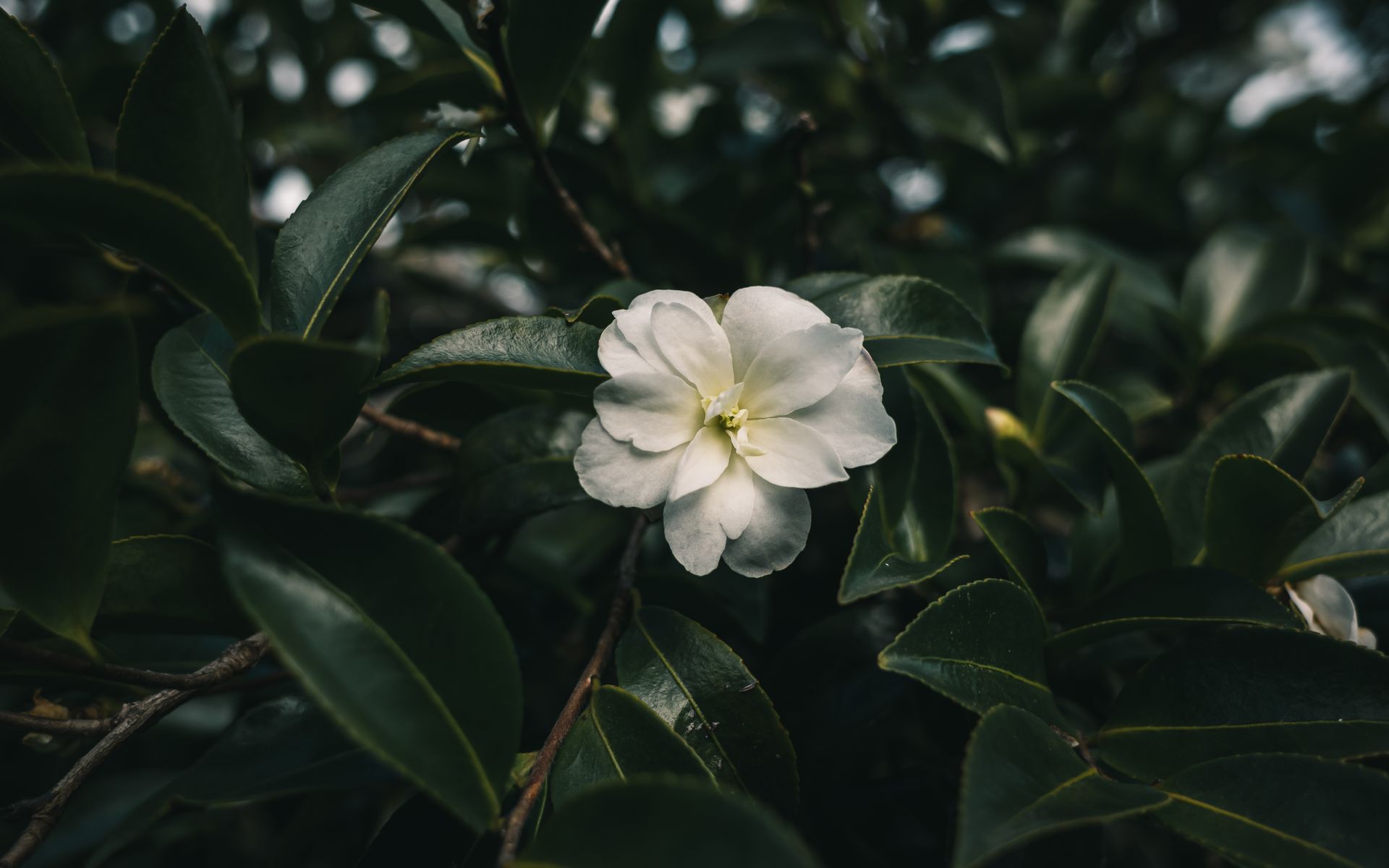 Stunning close-up of a blooming white camellia flower amidst lush green leaves.
