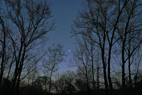 Foto d'estoc gratuïta de arbres, bosc, boscos