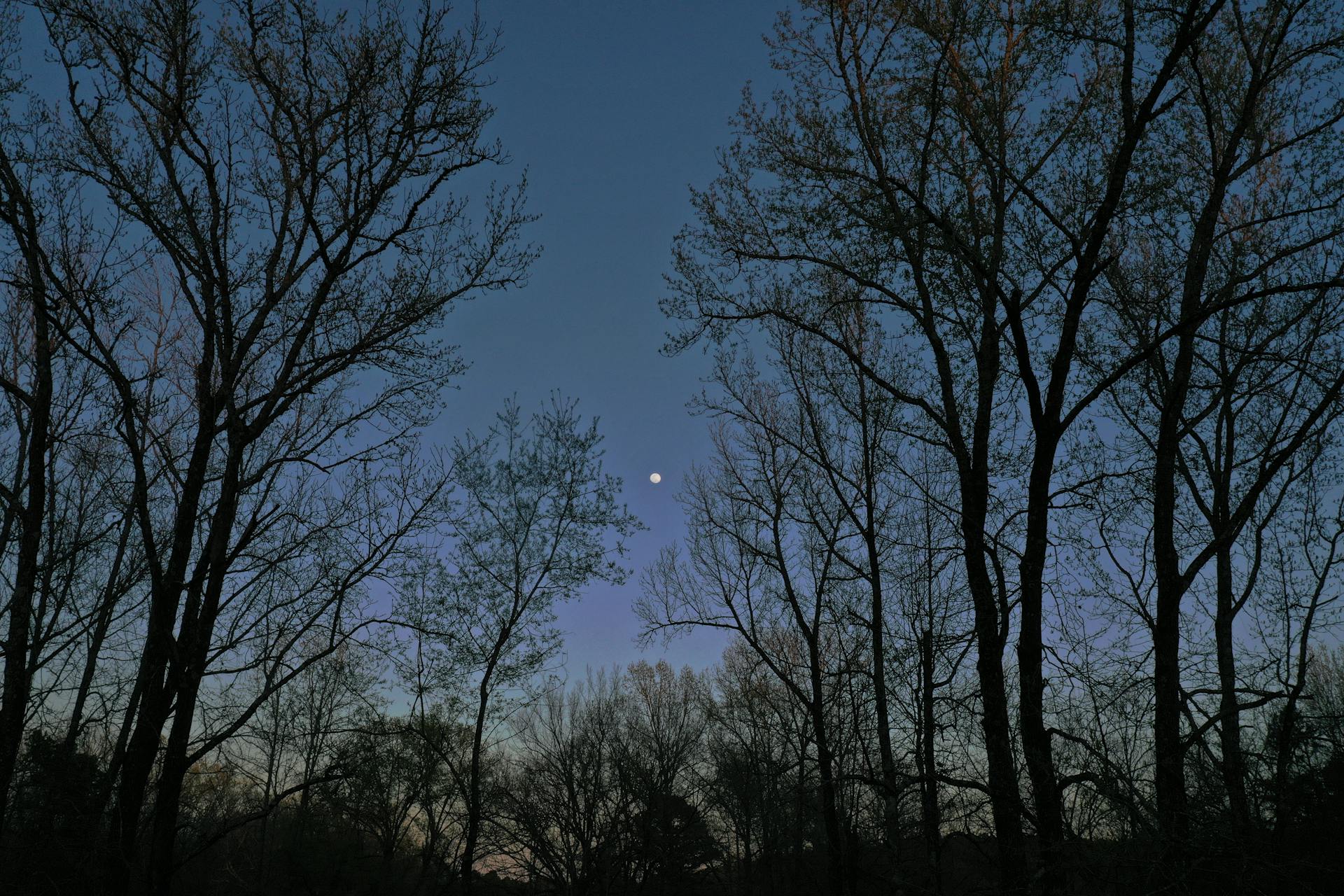 Silhouette of trees against a full moon in a serene forest in Benton, Arkansas at night.