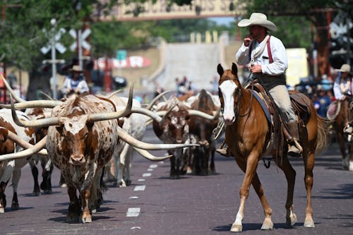 Бесплатное стоковое фото с езда, животные, ковбой