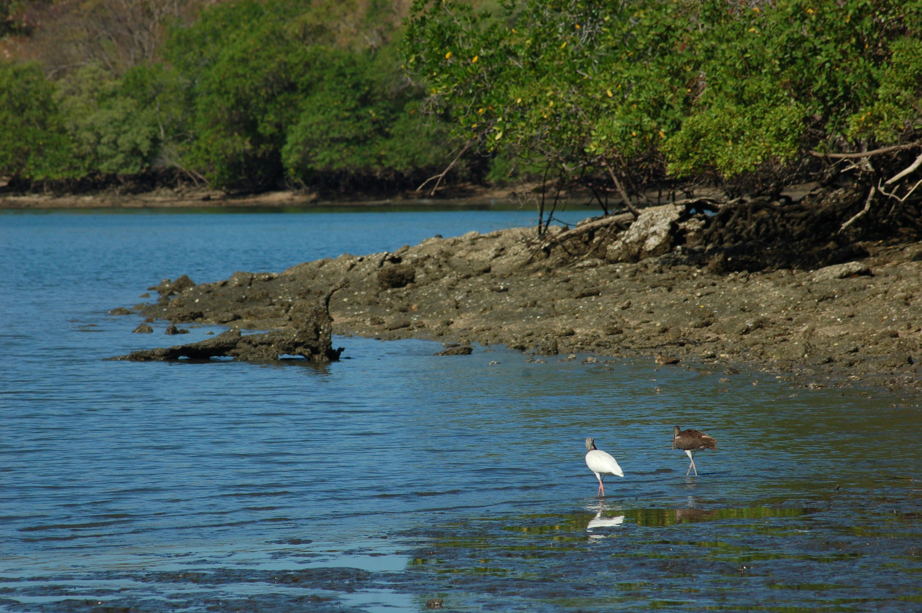 33+ Gambar burung ibis terupdate