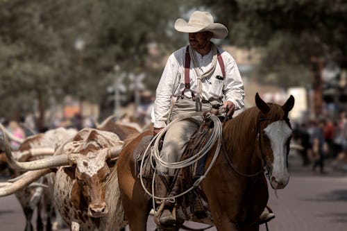 คลังภาพถ่ายฟรี ของ texas longhorn, การขี่, การเลี้ยงสัตว์