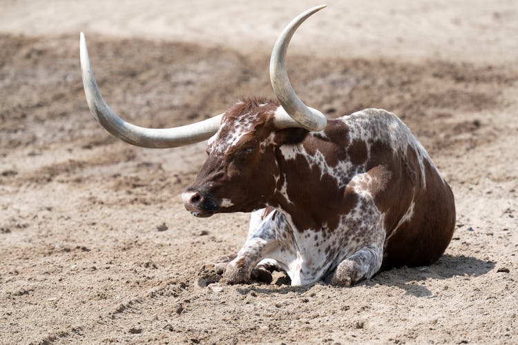 Brown Texas Longhorn Lying On The Ground