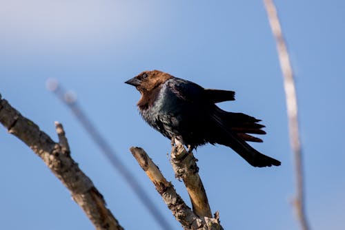 A Brown-headed Cowbird Perched on a Stem