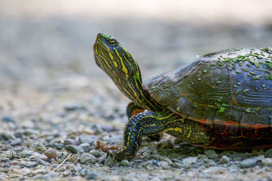 Detailed image of a painted turtle on a gravel path, highlighting its vibrant shell patterns.