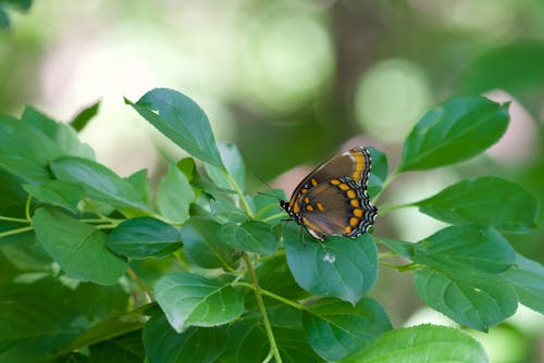 A Butterfly Perched on a Leaf