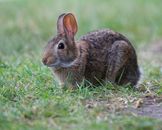 Brown Rabbit on Green Grass