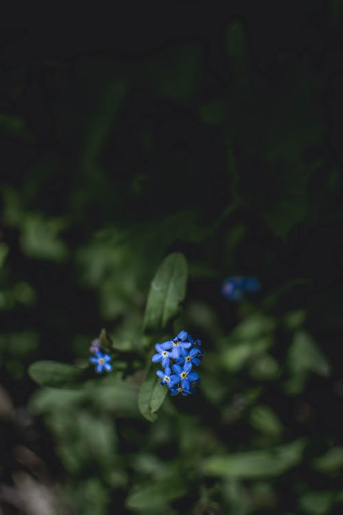 Selektive Fokusfotografie Von Blumen Mit Blauen Blütenblättern
