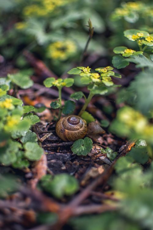 Free Close-up of a snail shell nestled among green plants in a sunny garden setting. Stock Photo