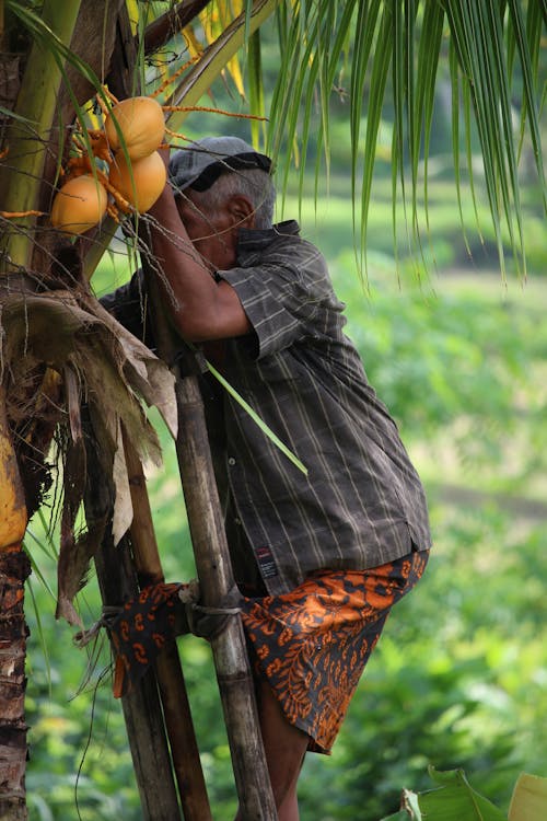 Man Climbing a Coconut Tree