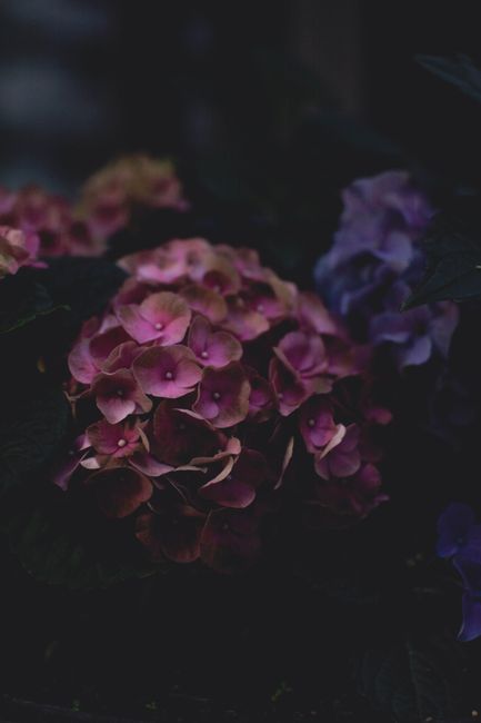 Fotomural Flores de hortensia oscuras y melancólicas en tonos rosa y púrpura que muestran belleza y elegancia natural.