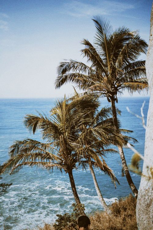 Free Beautiful palm trees against the ocean backdrop in RJ, Brazil, evoking a tropical summer vibe. Stock Photo