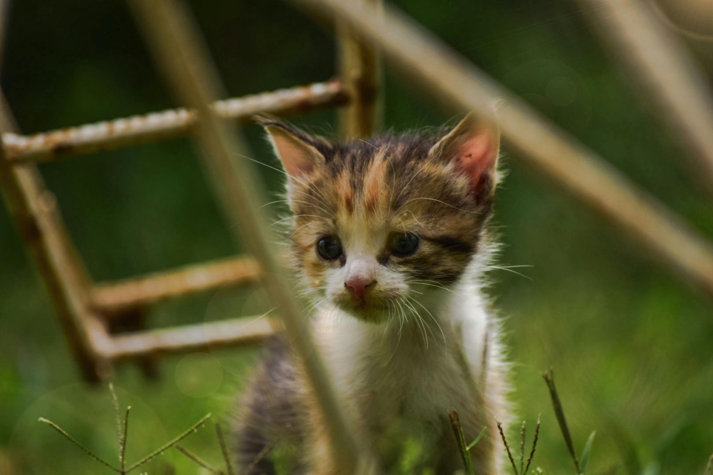 アウトドア かわいい動物 ネコの無料の写真素材