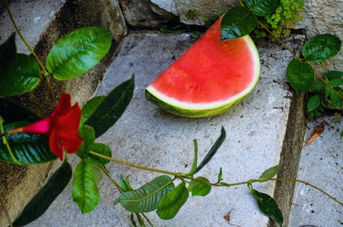 Slice Of Watermelon Beside Green Leafed Plants