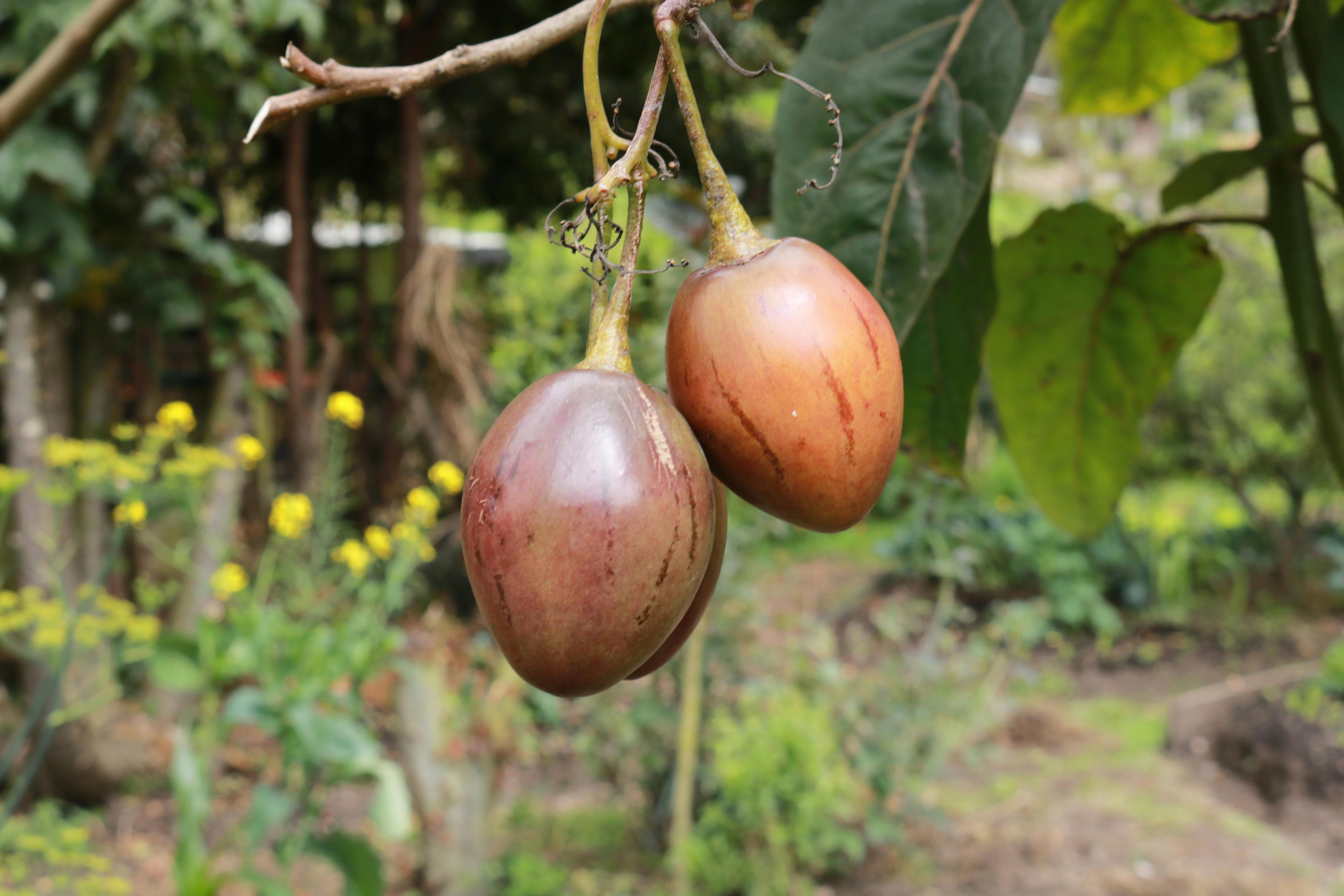 Free stock photo of orchard, tomatoes