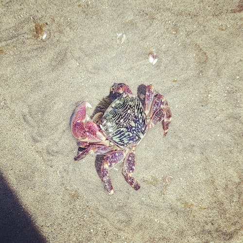Kostenloses Stock Foto zu beachvibes, krabbe, sand
