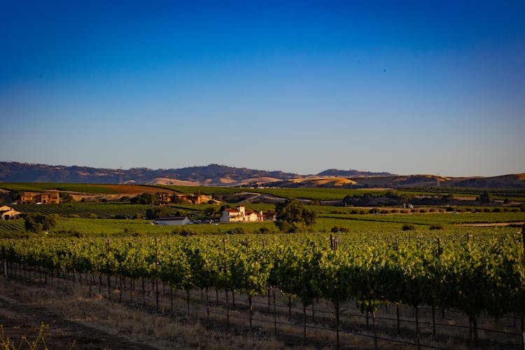 Countryside In Summer With Fruit Trees