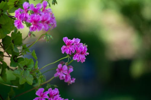 Pink Flowers in Close-up Photography