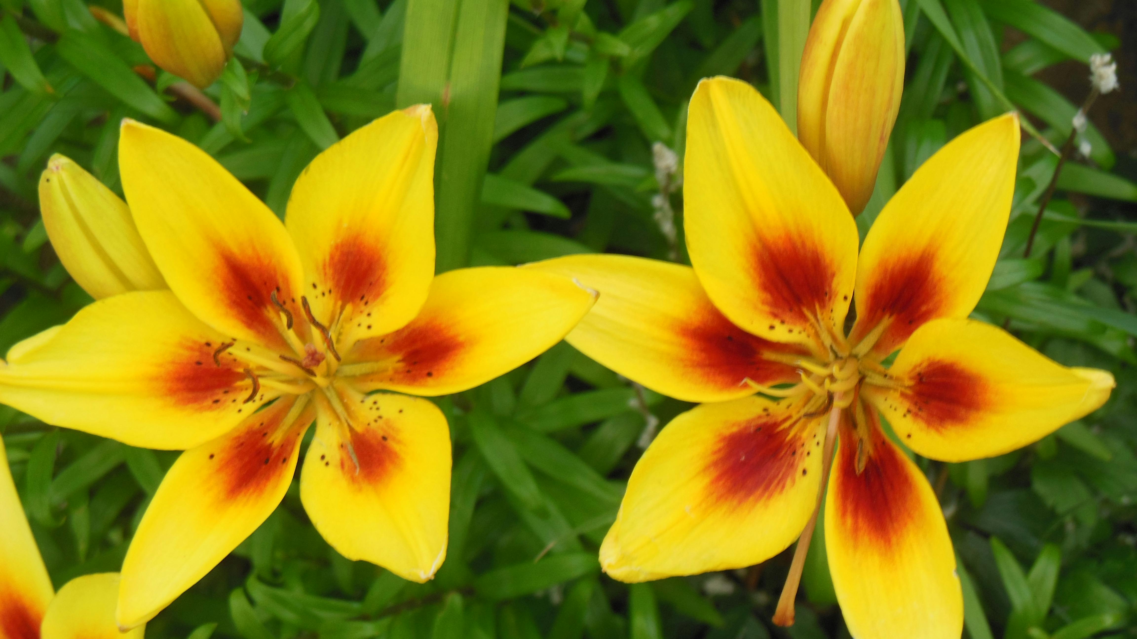 Unduh 680 Gambar Flora Warna Paling Bagus HD
