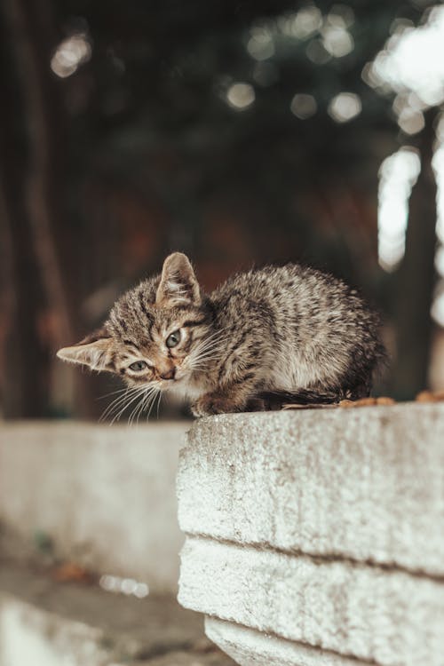 Free Close-up Shot of a Cute Kitten Stock Photo