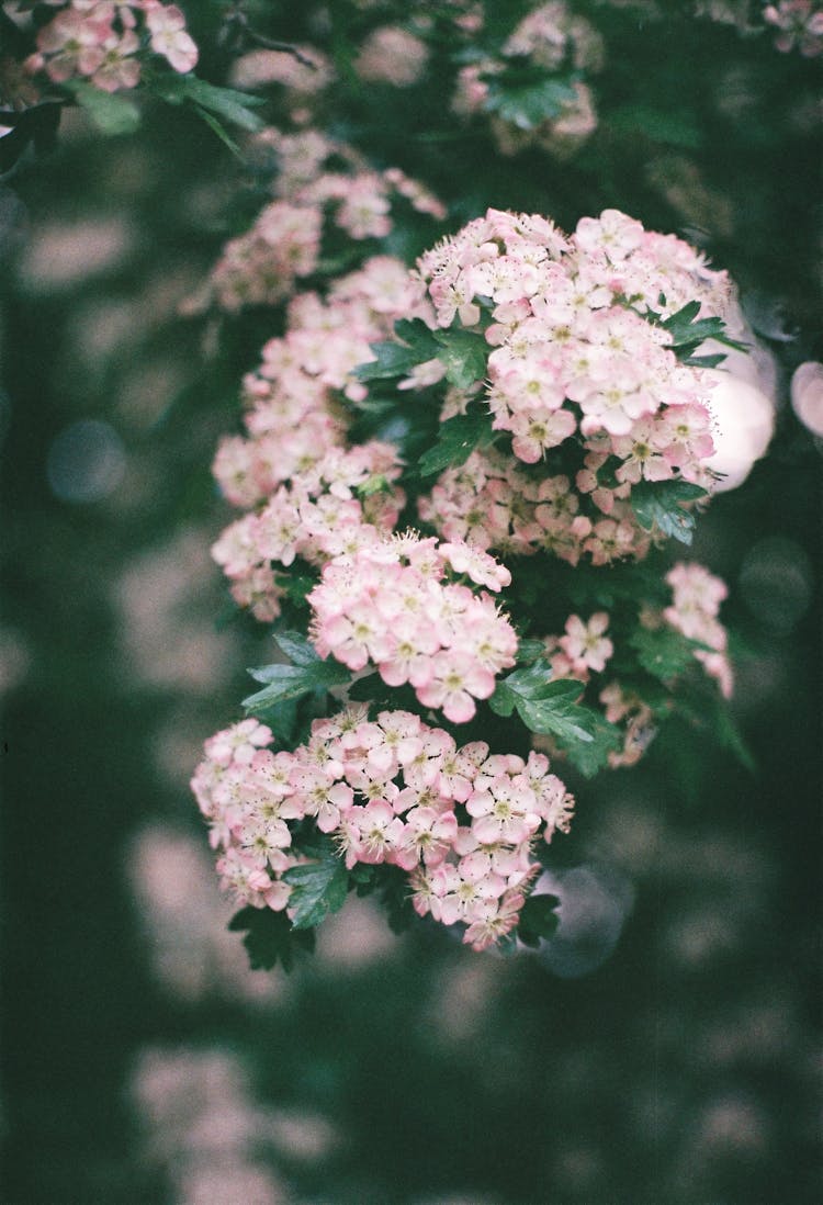 Blossom Of Wild Rose