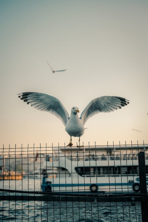 White Seagull Perched on Metal Fence