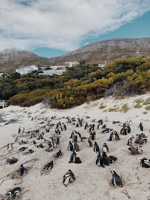 Základová fotografie zdarma na téma africké tučňáci, fotografie ptáků, fotografování zvířat