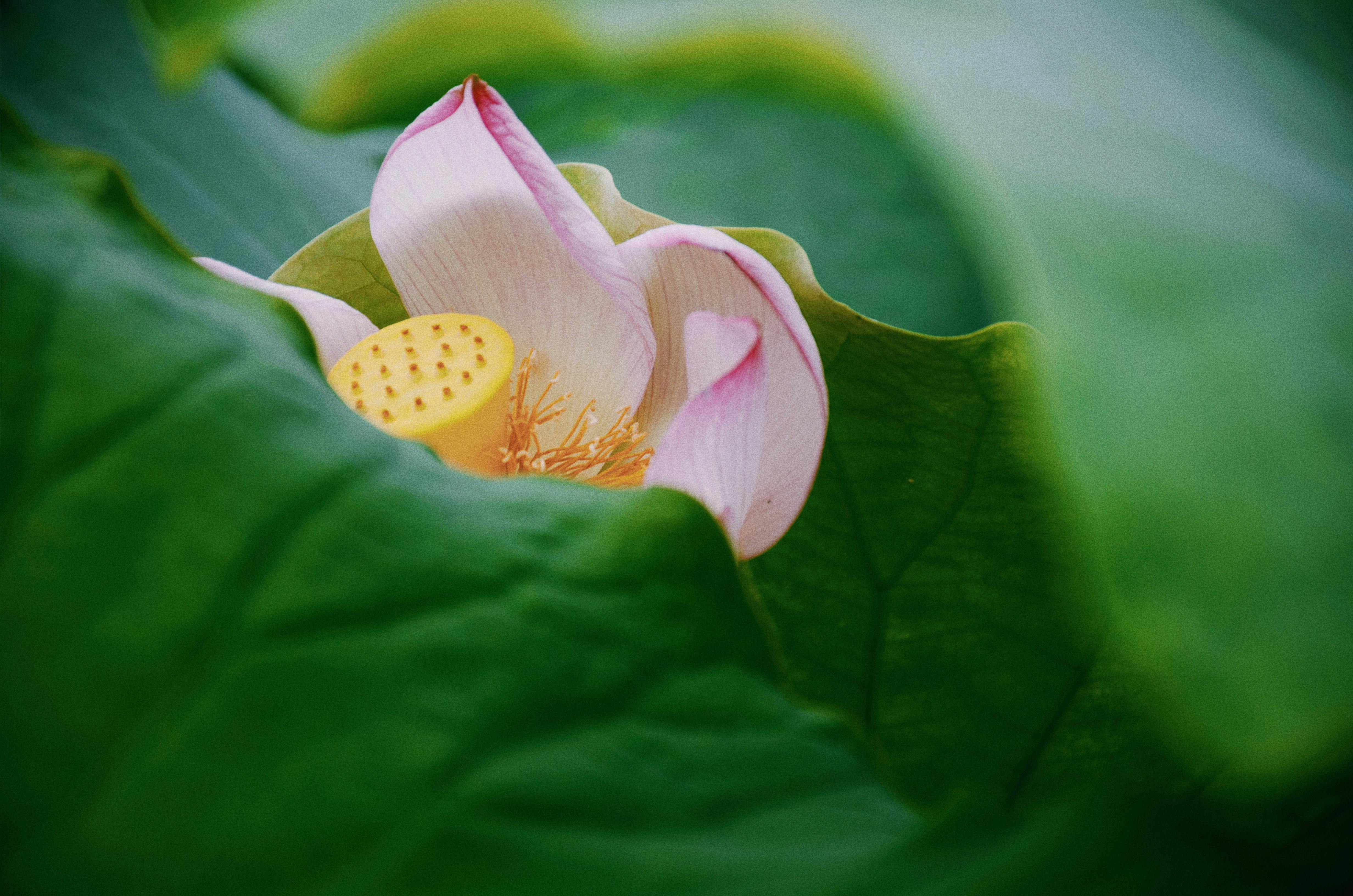 Green Leaf and Pink Flower in Macro Shot Photography · Free Stock Photo