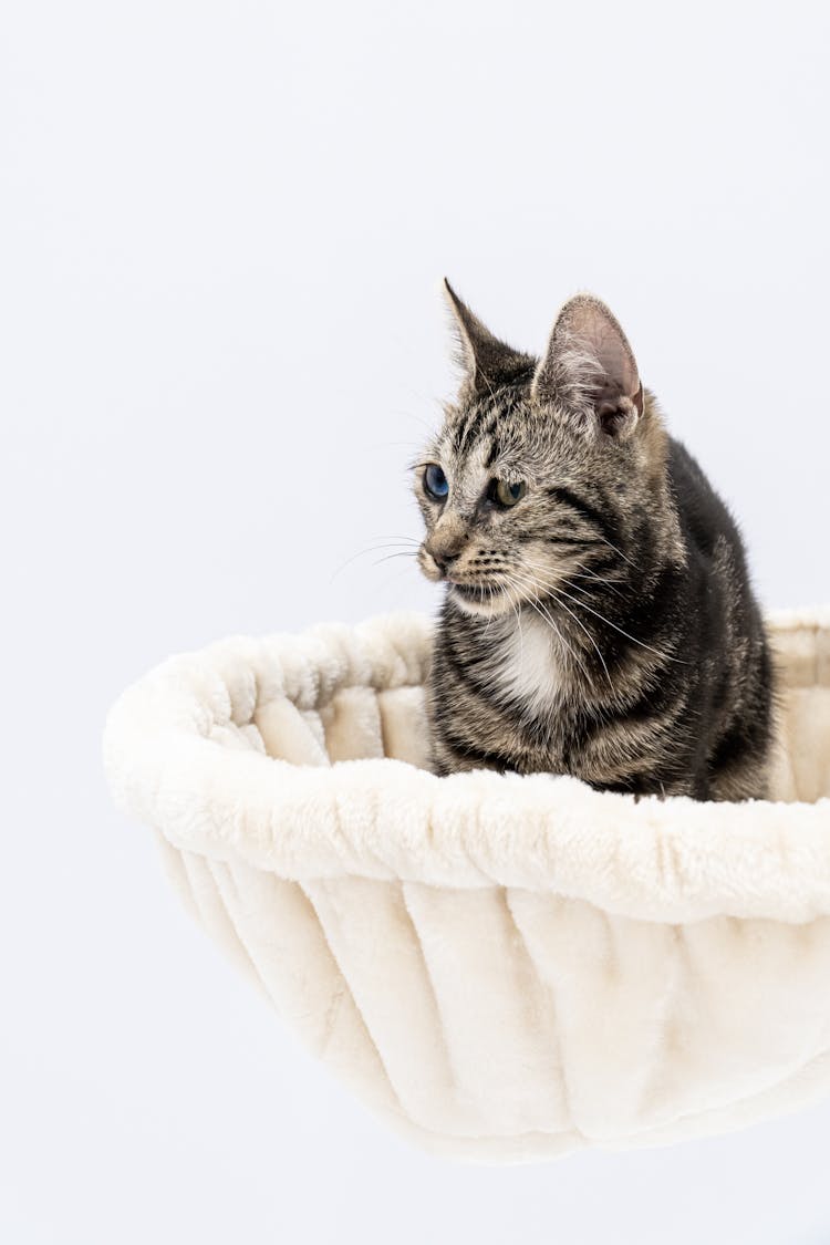 Gray Cat In White Basket