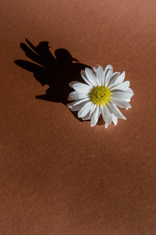 White Flower on Brown Surface