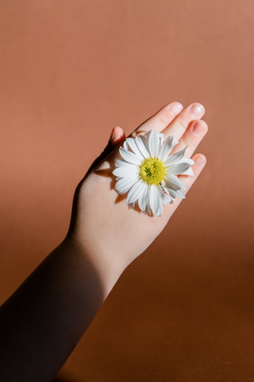 Free Gratis lagerfoto af blomst, farvet baggrund, hænder menneskelige hænder Stock Photo