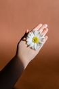 Oops-a-daisy Images