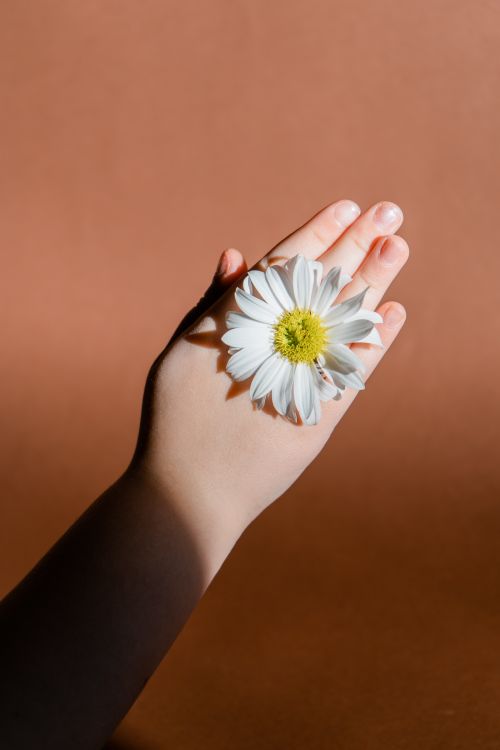 Free Close-up of a hand holding a daisy on a warm brown background with ample copy space. Stock Photo