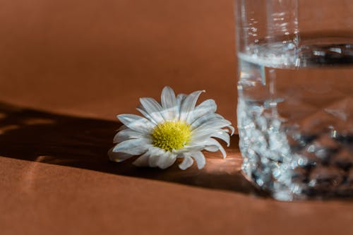White Daisy Flower on the Table