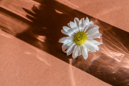 White Daisy on the Table