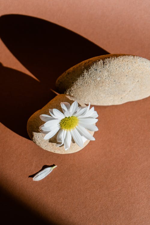 White Daisy Lying on Piece of Sandstone