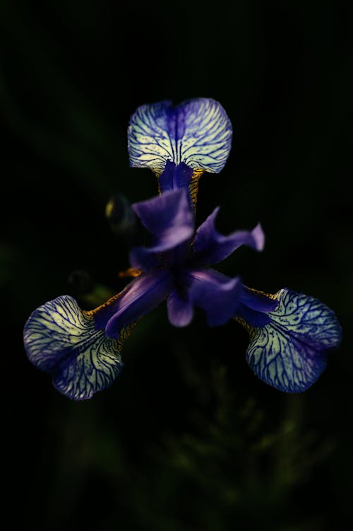 垂直拍攝, 特寫, 紫色小花 的 免費圖庫相片